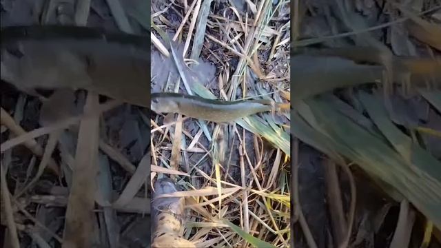 Ловля щуки на живца в Ноябре месяце в Краснодарском кр