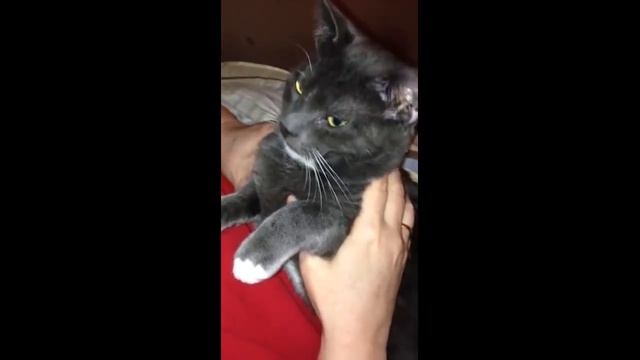 Смешные кошки Приколы про кошек и котов 2019 Смешное видео до слез под музыку   СМЕШНЫЕ КОТЫ