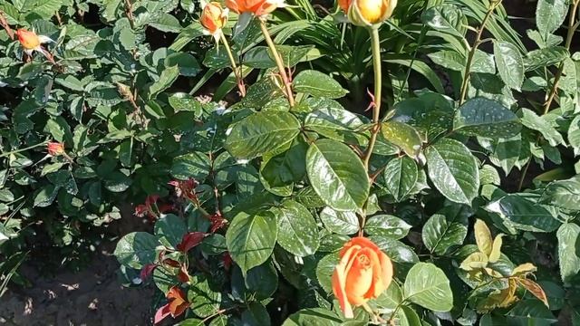 Роза Ашрам, ч/ гибридная. смотреть онлайн