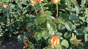 Роза Ашрам, ч/ гибридная.