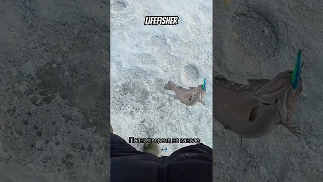 #lifefisher #зимняярыбалка #рыбалка #ловляфорели #форель #fish смотреть онлайн