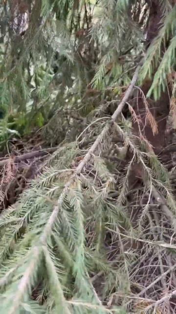 Санитарная обрезка ели #челябинск #сад #ландшафтныйди? смотреть онлайн