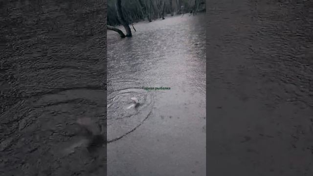 озера в горах, форель, отличная рыбалка смотреть онлайн