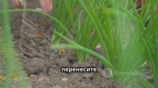 КОГДА УБИРАТЬ ЛУК-СЕВОК С ГРЯДКИ НА ХРАНЕНИЕ? смотреть онлайн