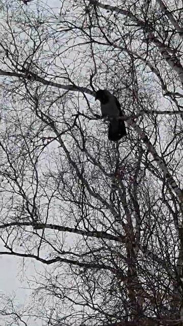 ворона недовольна смотреть онлайн