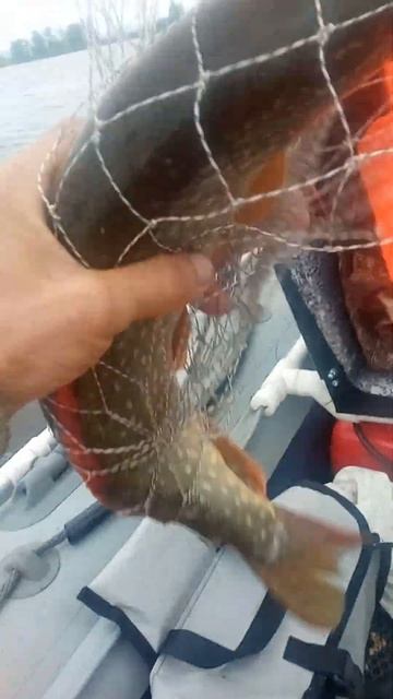 Рыбалка на Каме. заливы. 7 часть. #природа #отдых #путеше