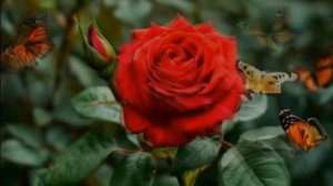 ПУСТЬ РАСПУСКАЮТСЯ ЦВЕТЫ...РОМАШКИ-РОЗЫ-ВАСИЛЬКИ!