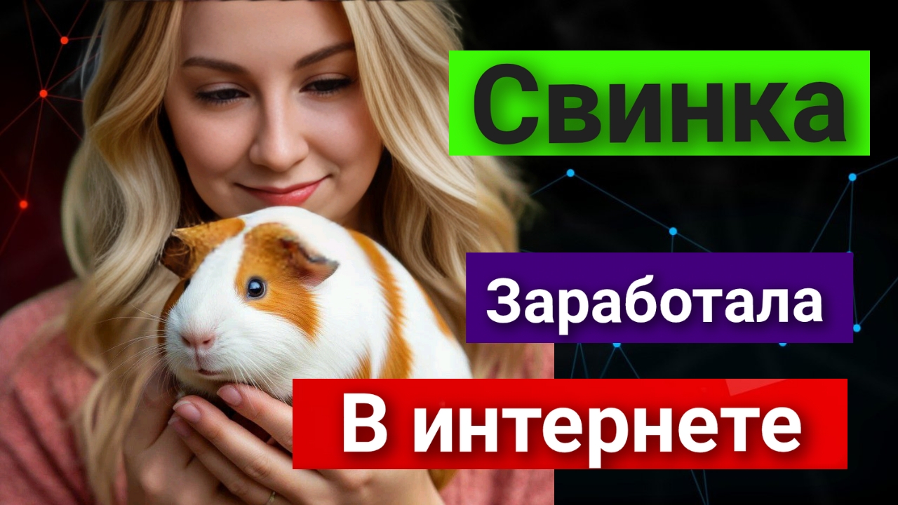 Морская свинка заработала в интернете. И ты сможешь смотреть онлайн