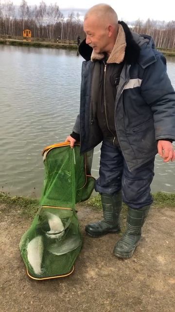 Улов форели на путевку с обеда / Платная рыбалка в Подм смотреть онлайн