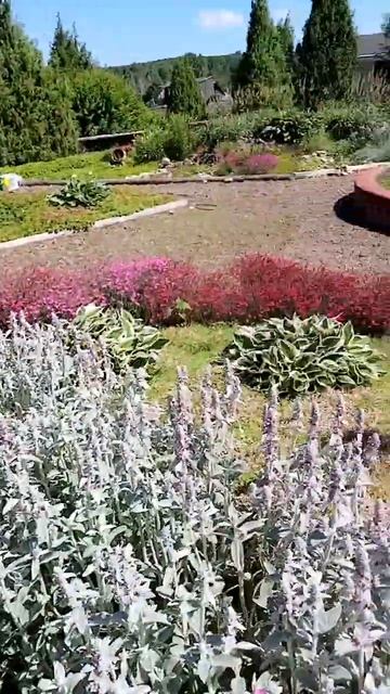 Сколько цветет гвоздика травянка? 🌺🌺🌺 смотреть онлайн