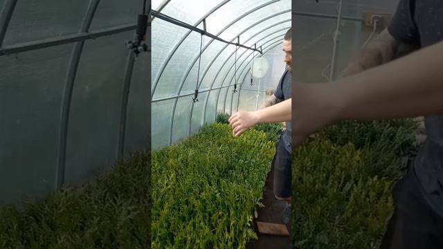 Попали в засаду) В теплице жара! #хвойныерастения #изго смотреть онлайн