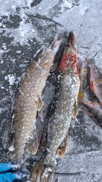 Рыбалка на жерлицы 08.02.2025 смотреть онлайн