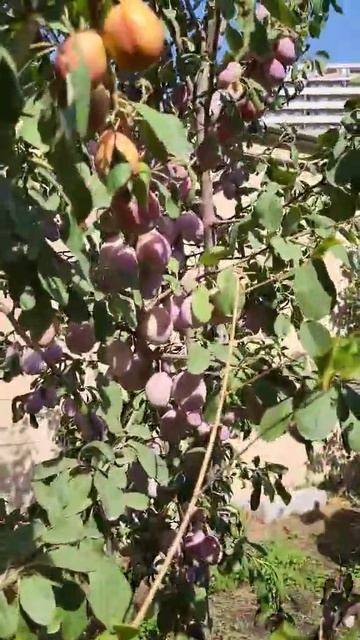 Irisha in kindergarten. Ириша в детском саду смотреть онлайн