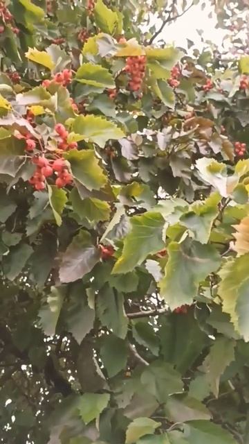 боярышник созрел! налетай!