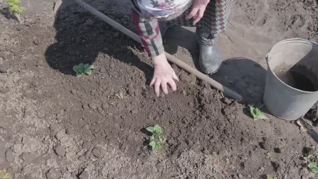 ОБЯЗАТЕЛЬНО НУЖНО СДЕЛАТЬ ВЕСНОЙ, ЧЕМ ПОДКОРМИТЬ КЛУБНИКУ смотреть онлайн