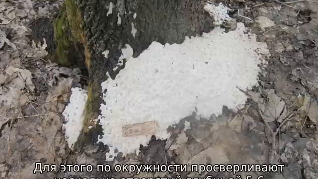 Чем полить дерево, чтобы оно быстро засохло смотреть онлайн