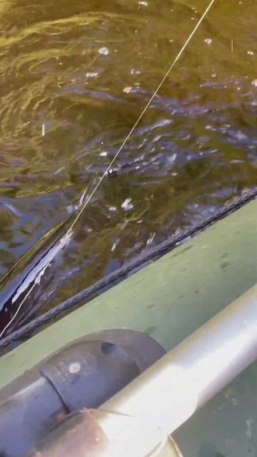 Безмен показал 999 грамм… #лето #отдых #врек #fishing #fish hobby смотреть онлайн