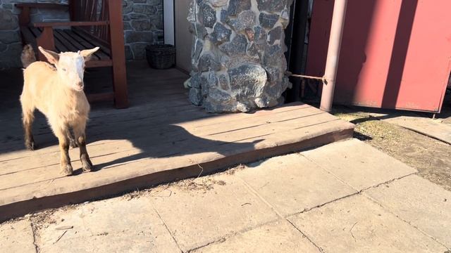 БУЛЬБАШ СВОИМИ РУКАМИ ПЕРЕСТРАИВАЕТ УСАДЬБУ. ОТ СТАРО