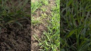 🌾Озимый Ячмень, сорт Фанки , 100кг норма высева #агроте?