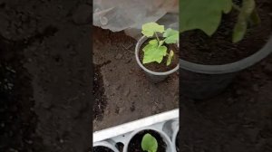 Подкормка "Мастер" — рассада растёт быстрее и крепче!