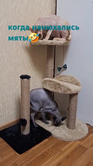 Яша#Марс#