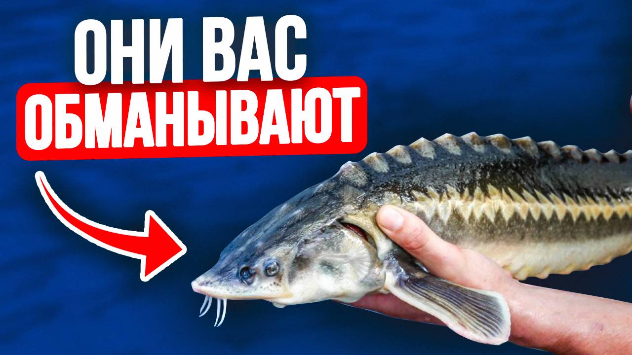 О чем молчат при разведении осетра? Это видео ПЕРЕВЕРНЕТ ваш взгляд на фермерскую рыбу за 20 минут