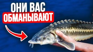 О чем молчат при разведении осетра? Это видео ПЕРЕВЕРНЕТ ваш взгляд на фермерскую рыбу за 20 минут