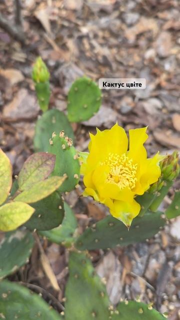 Flowers #cactus #природа кактус смотреть онлайн