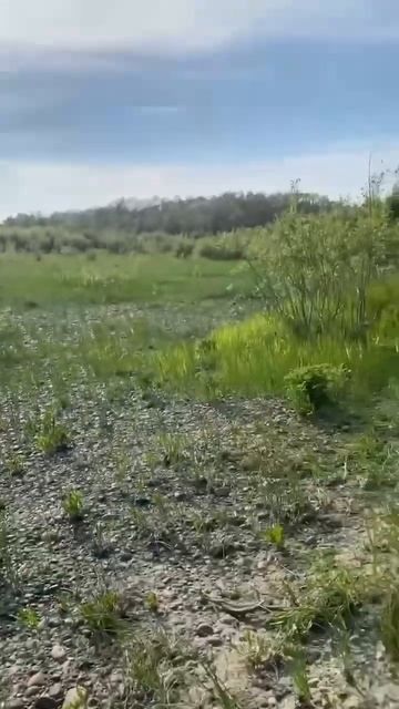 Полевой дикий лук 🧅 из Якутии! #обзор #fish #еда #азбукас? смотреть онлайн