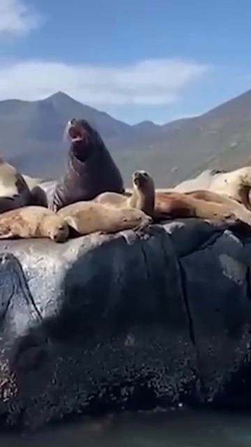 Морские экскурсии на Камчатке по эксклюзивной програ?