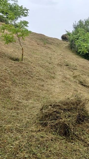 #природа #сено #косить #каньон #riels #газонокосилка #beekeeper смотреть онлайн