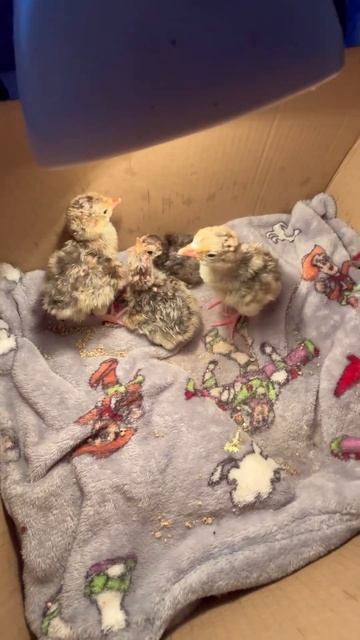 Было бы желание😉 #животные#птицы#fishing#деревня смотреть онлайн