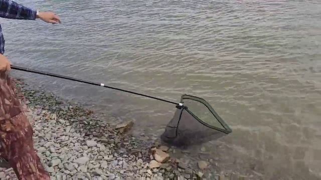 Попали на раздачу сазана на обь смотреть онлайн