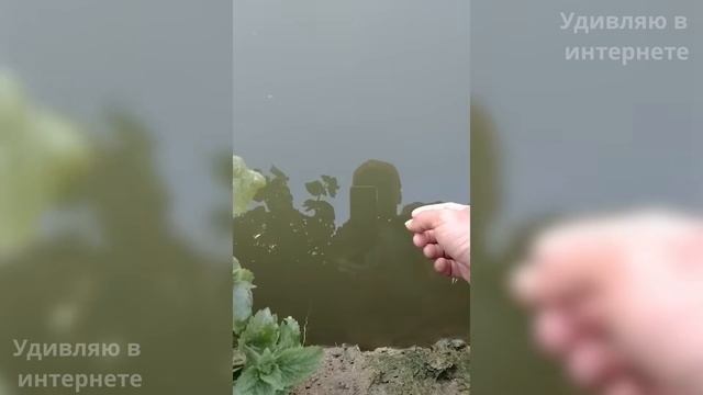 Поймать Такое – Большая Удача, Невероятные и Прикольн