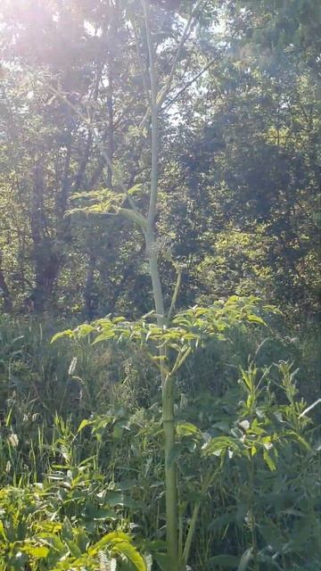 Ядовитое растение (борщевик)