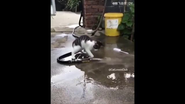 КотЭ 9 смотреть онлайн