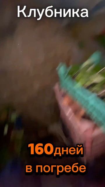 Клубника в погребе уже 160 дней! смотреть онлайн