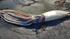 Гигантский кальмар.