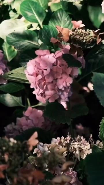 #hydrangea#hortensia#гортензия#garden#гортензія#flowers#arboresсеns#park#jardin смотреть онлайн