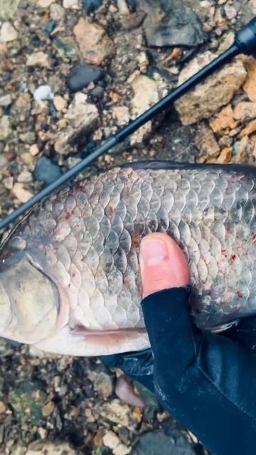 Первый мартовский карась TeleTen2.0 150 #fishing #рыбалка смотреть онлайн