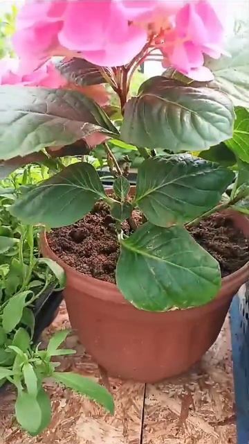 Выгонка гортензий на 8 Марта смотреть онлайн