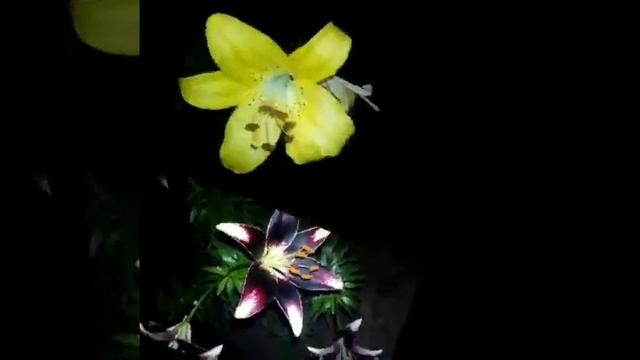 Цветы! Видео из фото. смотреть онлайн