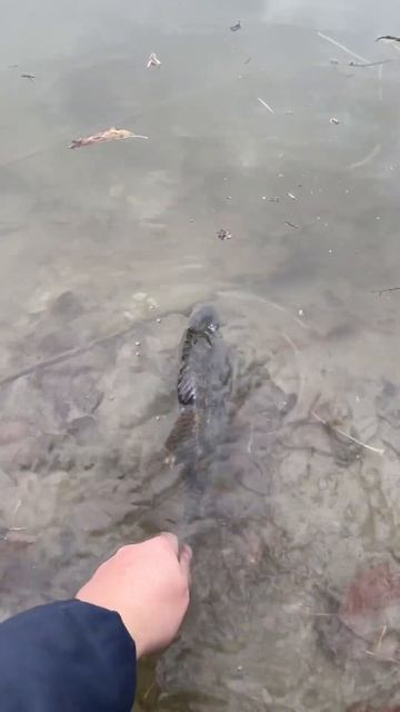 Окунь на Озері на SofinX 3-18g #azura #flagman #окунь #джиг #ловлясу?