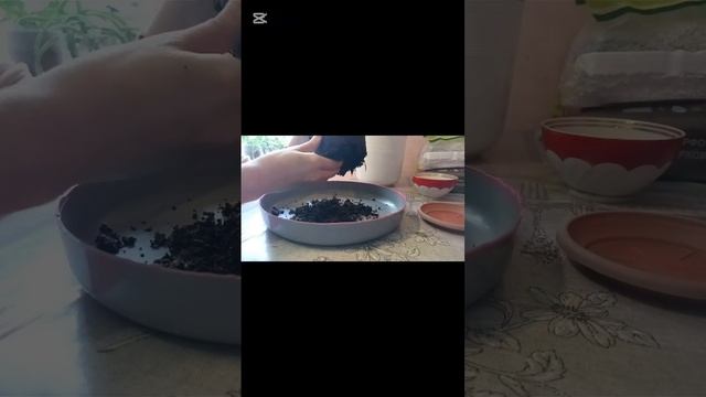 Пересадка часть 1.Азалия на штамбе 19.04.25