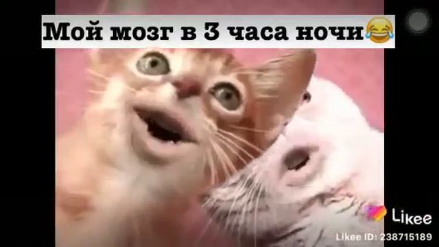 Мой мозг в 3 часа ночи)