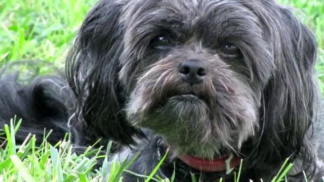 5 ен кымбат Ит смотреть онлайн