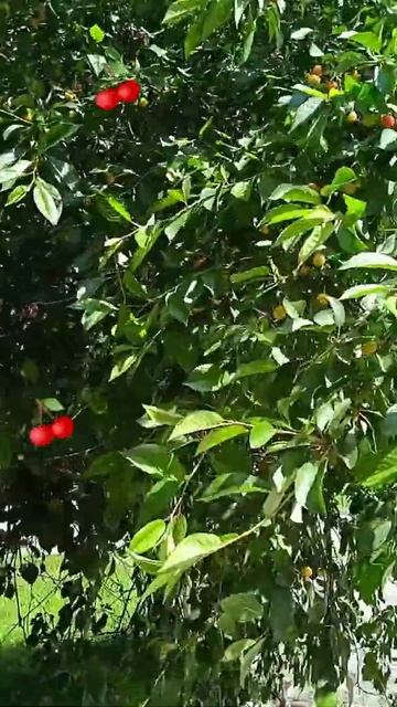 #Shorts#Спеет вишня! 🍒 смотреть онлайн