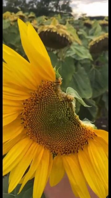 Это мой гриб я его ем #шок #мем смотреть онлайн