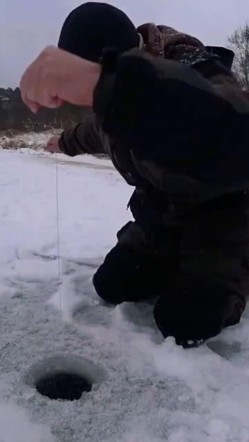Зимняя рыбалка. Щука на живца. #рыбалканаугре #первыйл? смотреть онлайн