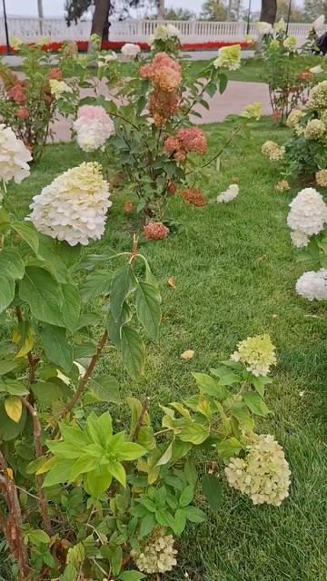 #большие #шапочки #гортензии #shortsvideo